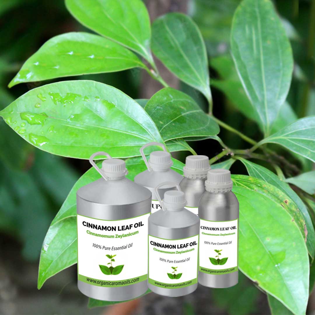 cinnamon oil for plants Buy Cinnamon Oil Online, Wholesaler, Bulk Supplier – Organic Aroma Oils