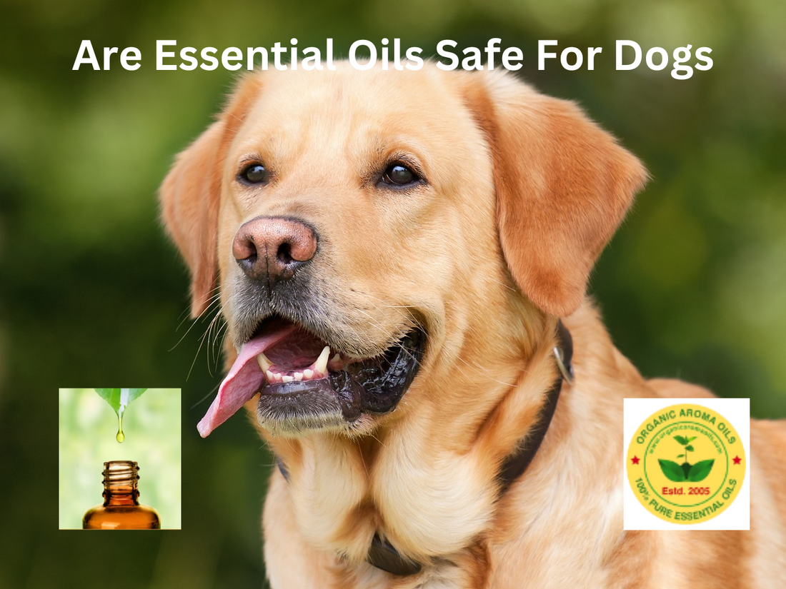 Which essential oils are safe for dogs deals