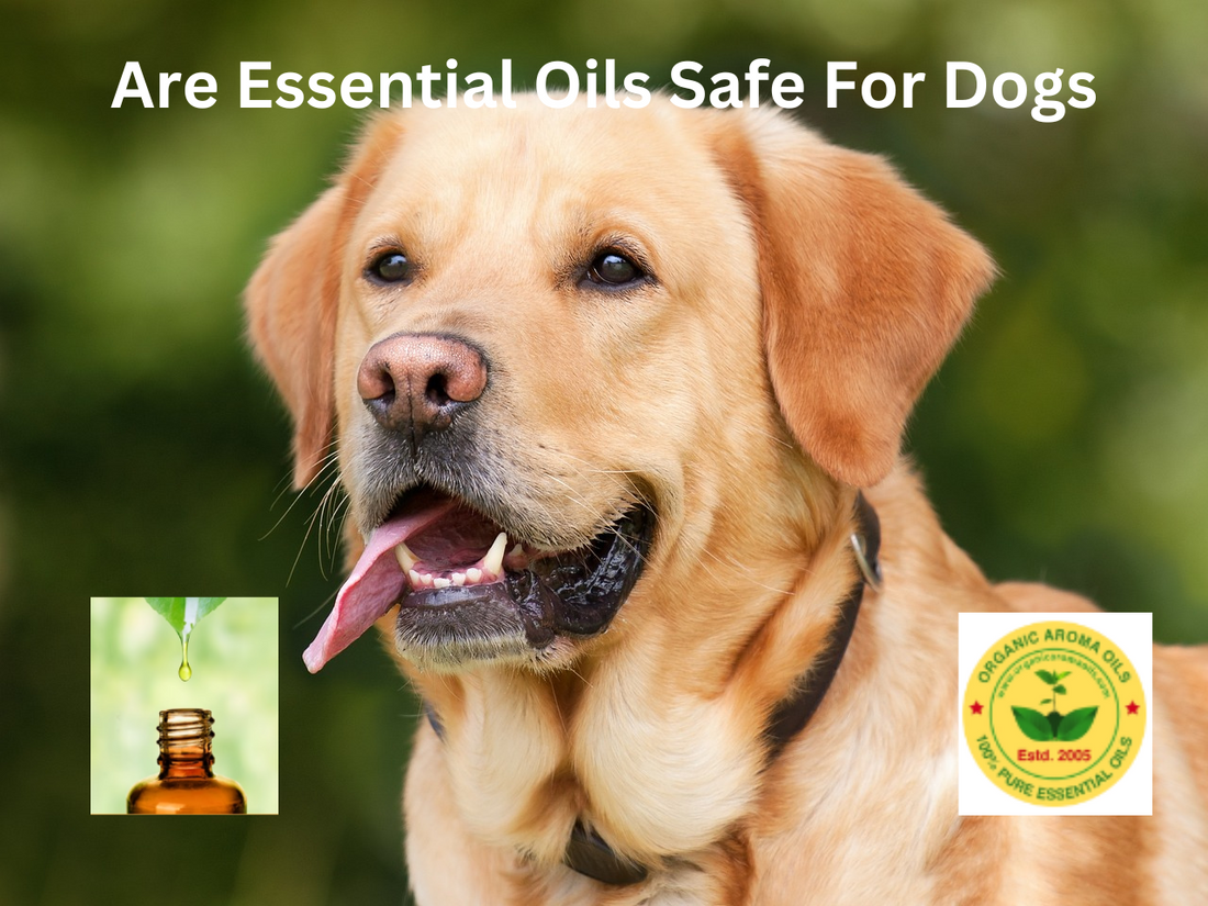 Are Essential Oils Safe for Dogs?