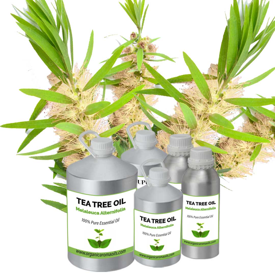 Auto Oil Tea Tea Tree Oil | Buy Online at Wholesale Price, 100% Pure, Bulk Seller ...