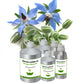Borage Carrier Oil