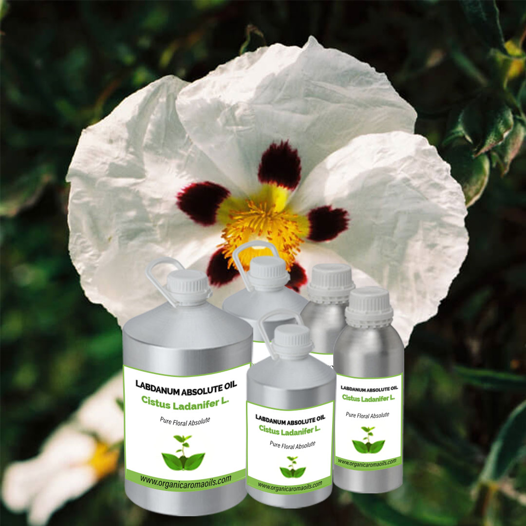 Buy Labdanum Absolute Oil Online, Wholesaler, Bulk Supplier – Organic ...