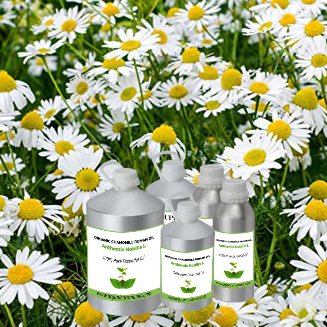 Organic Chamomile Roman Oil