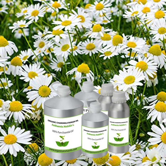 Organic Chamomile Roman Oil