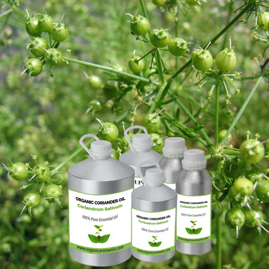 Organic Coriander Oil