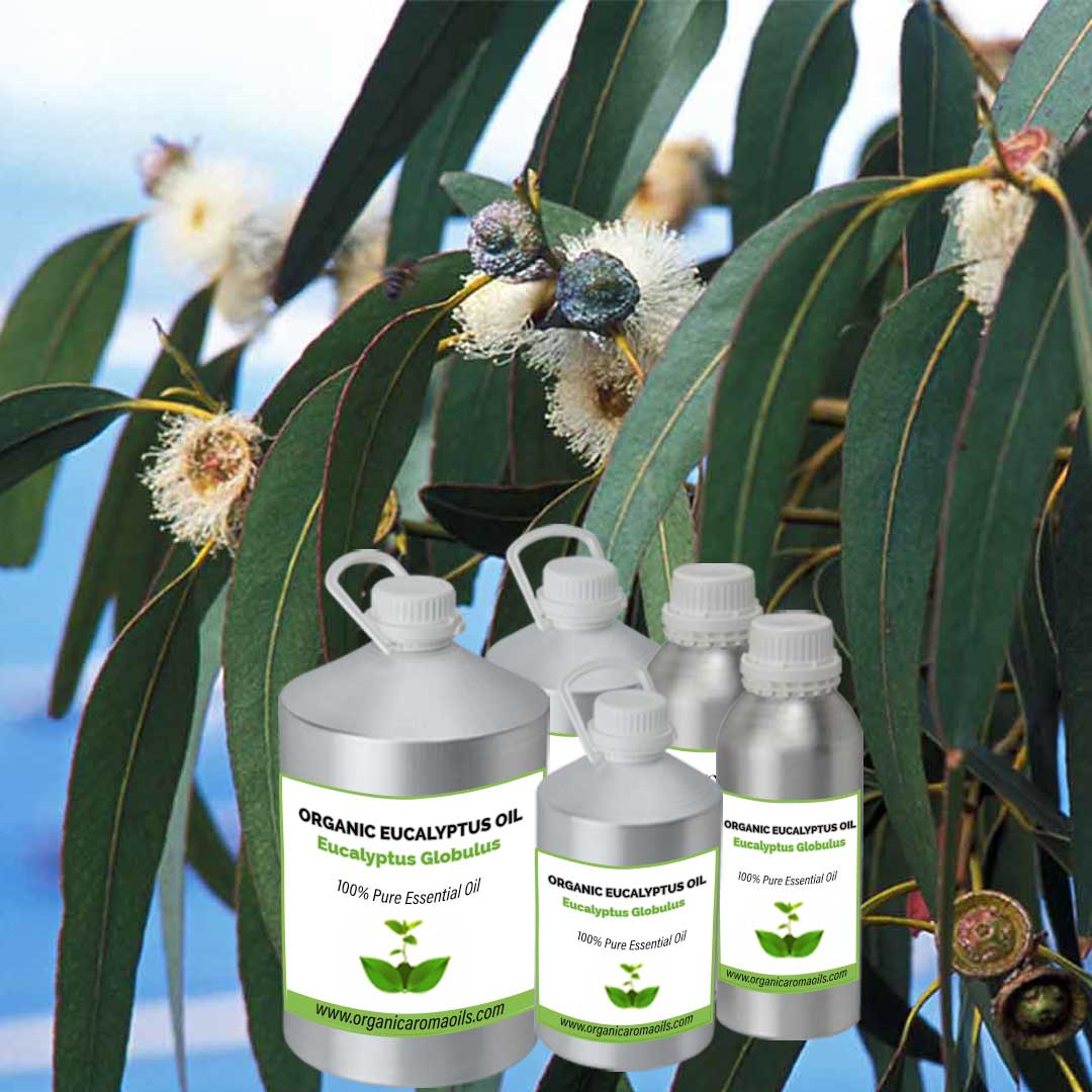 Organic Eucalyptus Globulus Oil
