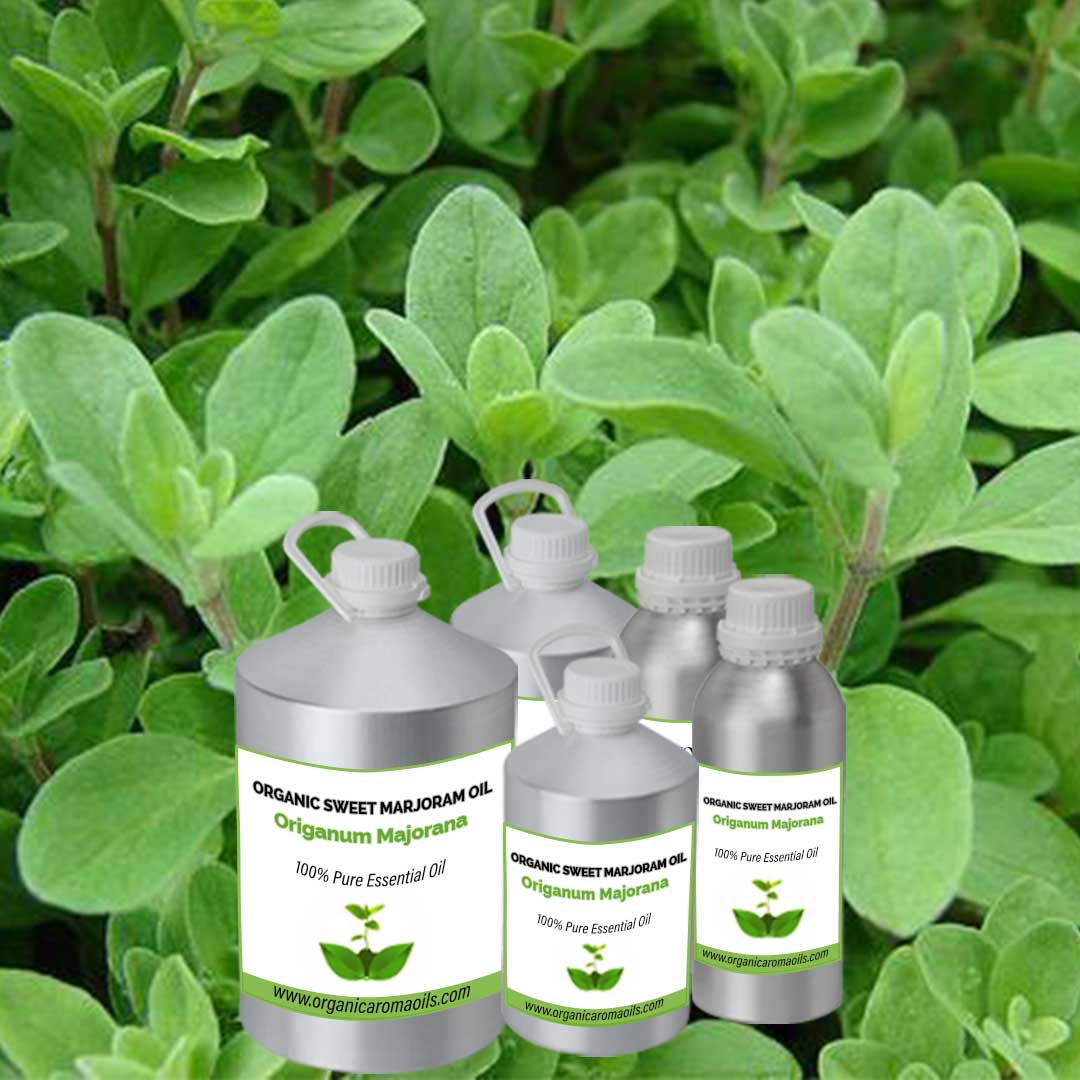 Sweet Marjoram Oil