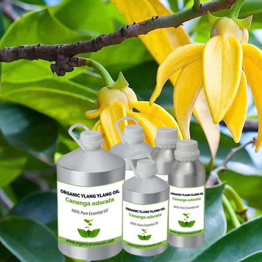 Organic Ylang Ylang Oil