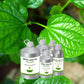 Betel Leaf Oil